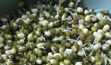 种豆芽观察日记