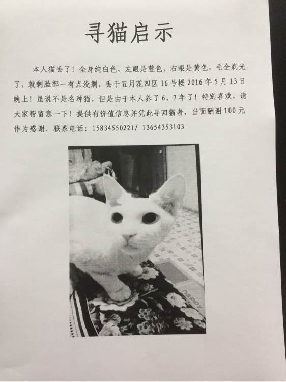 猫的启发