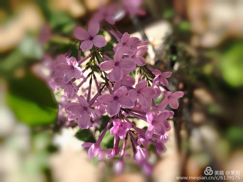 充满丁香花的500字校园构成张明