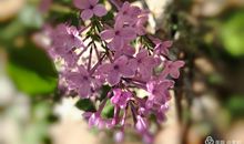 开满丁香花的校园作文500字张明