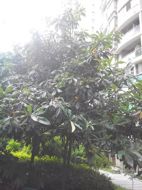 社区中的树