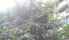 小区里的枇杷树