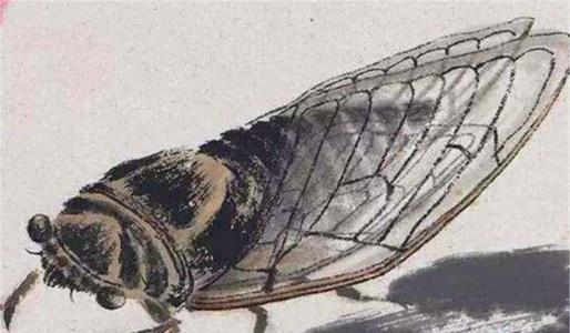 观察蝉