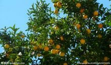 我家的桔树