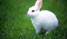 可爱的小动物兔子