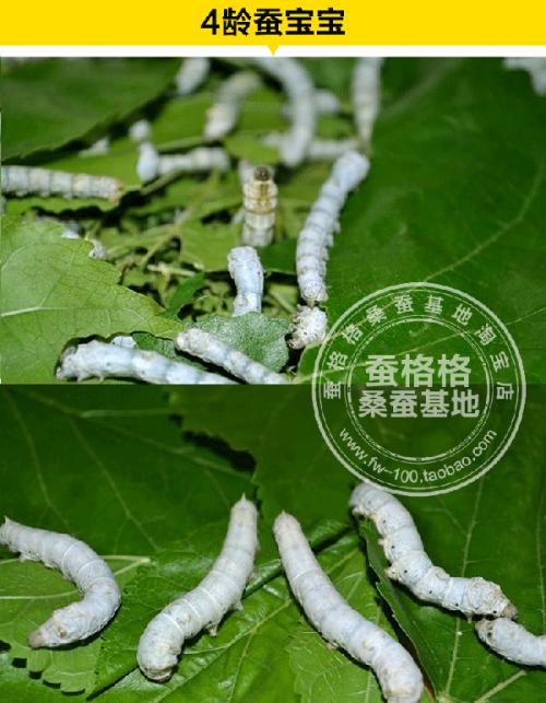 蚕为什么纺丝