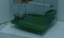 我不想做笼子里的小鸟