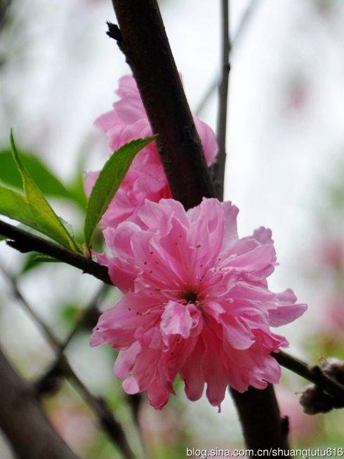 花开了，落了下来