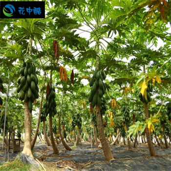 木瓜树