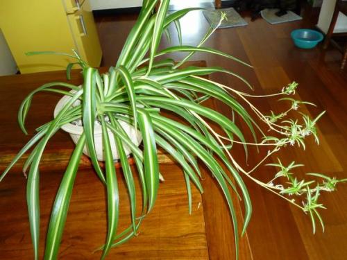 蜘蛛植物之美