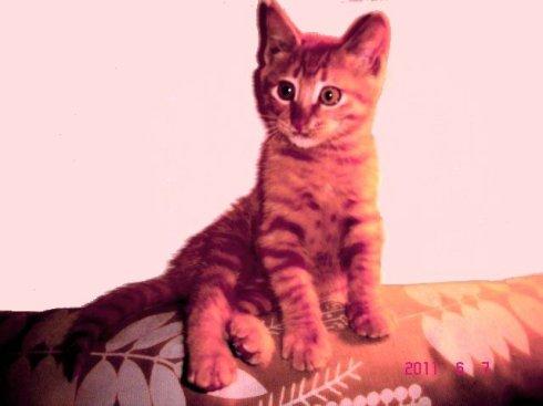 粗心的小猫
