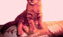 粗心大意的小猫