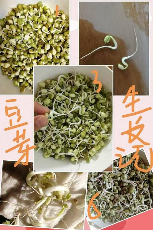 豆芽成长日记