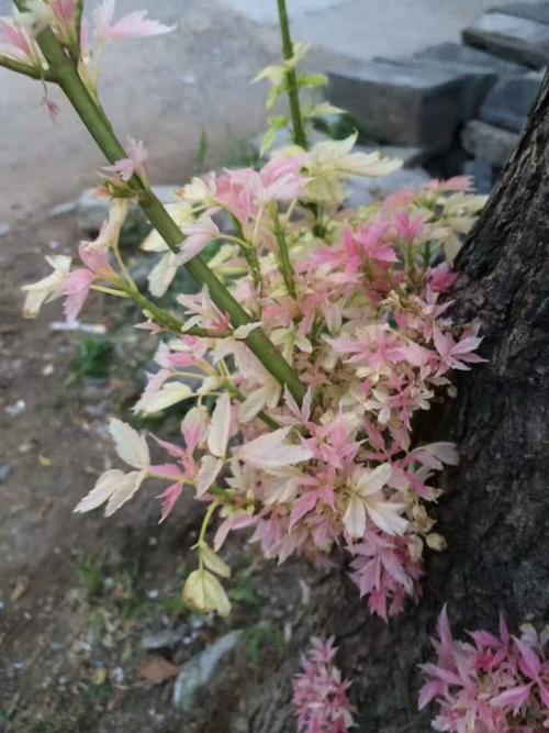 糖枫树也会开花