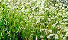 我是一株蒲公英