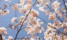 我的最爱——白色