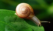 观察小蜗牛