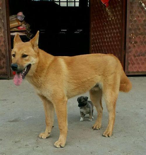 大黄狗