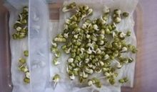 豆芽的成长日记