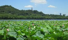 美丽的西湖荷花