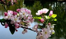 海棠花开