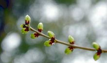 霜天枝头吐新春