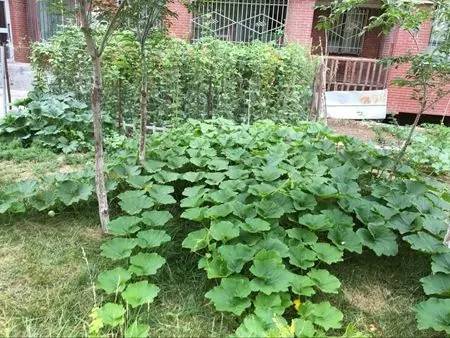 我家门前的植物