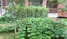 我家门前的植物