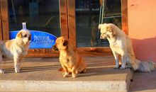 黄昏街头流浪狗作文