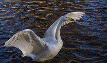 天鹅湖上天鹅飞