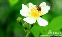 我听见了花开的声音