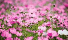 绚丽多彩的夏天