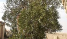 心灵深处的老柏树