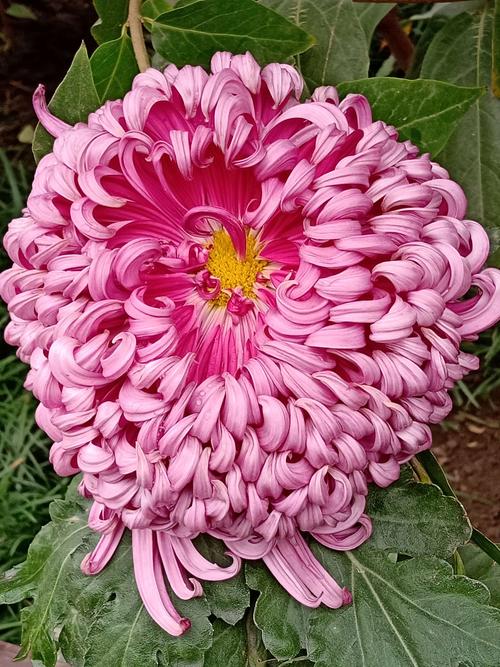 菊花