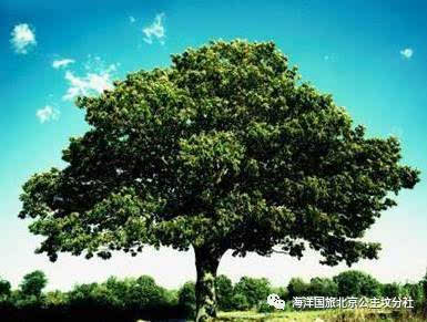 古诗中的树