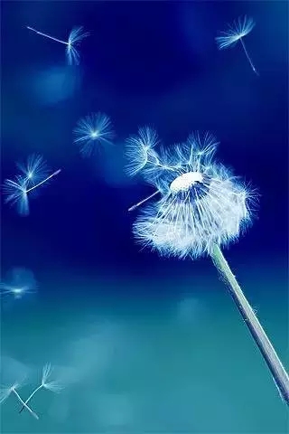 蒲公英的秘密