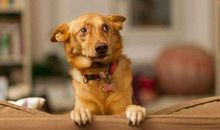 我家狗的那些事