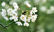 感动那一簇绿意