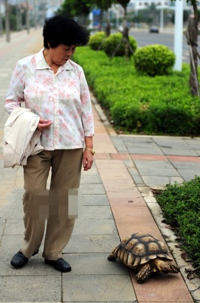 乌龟散步