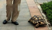 带着乌龟去散步