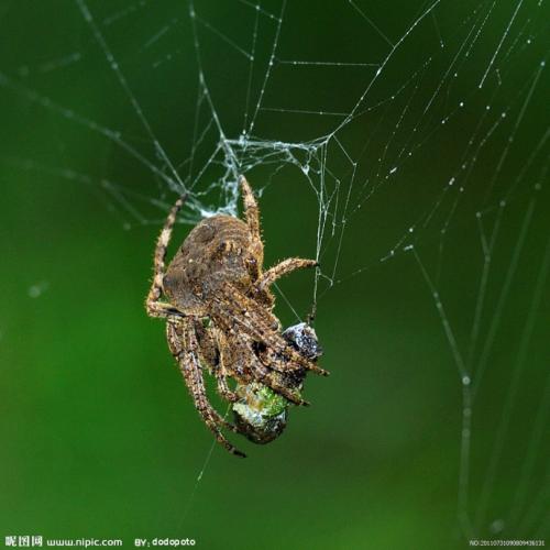 想找蜘蛛织网的想法