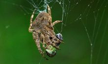 由发现蜘蛛织网想到的