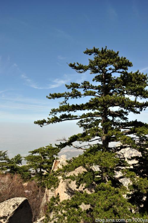 高大的松树