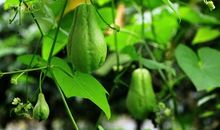 生活的三片绿叶