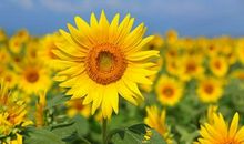 向日葵开放的地方洒满阳光