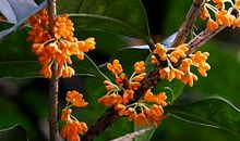 金秋桂花香飘太仓城