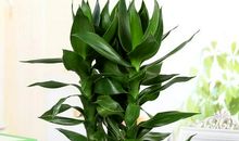 观音竹开在我心里