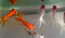 让我记忆犹新的一件事