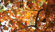 穿越百年去拾秋