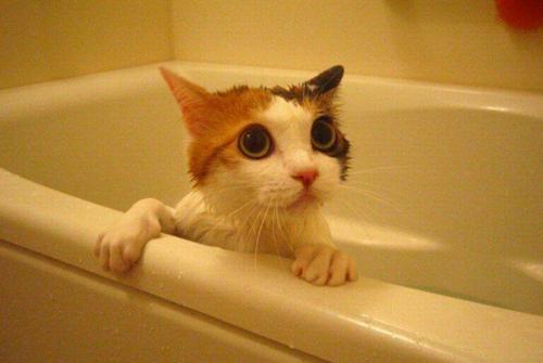 猫的表现真的很棒